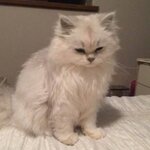 Сеня Невская
